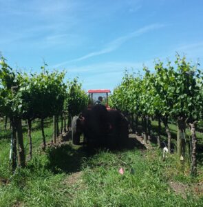 Saralee’s Vineyard