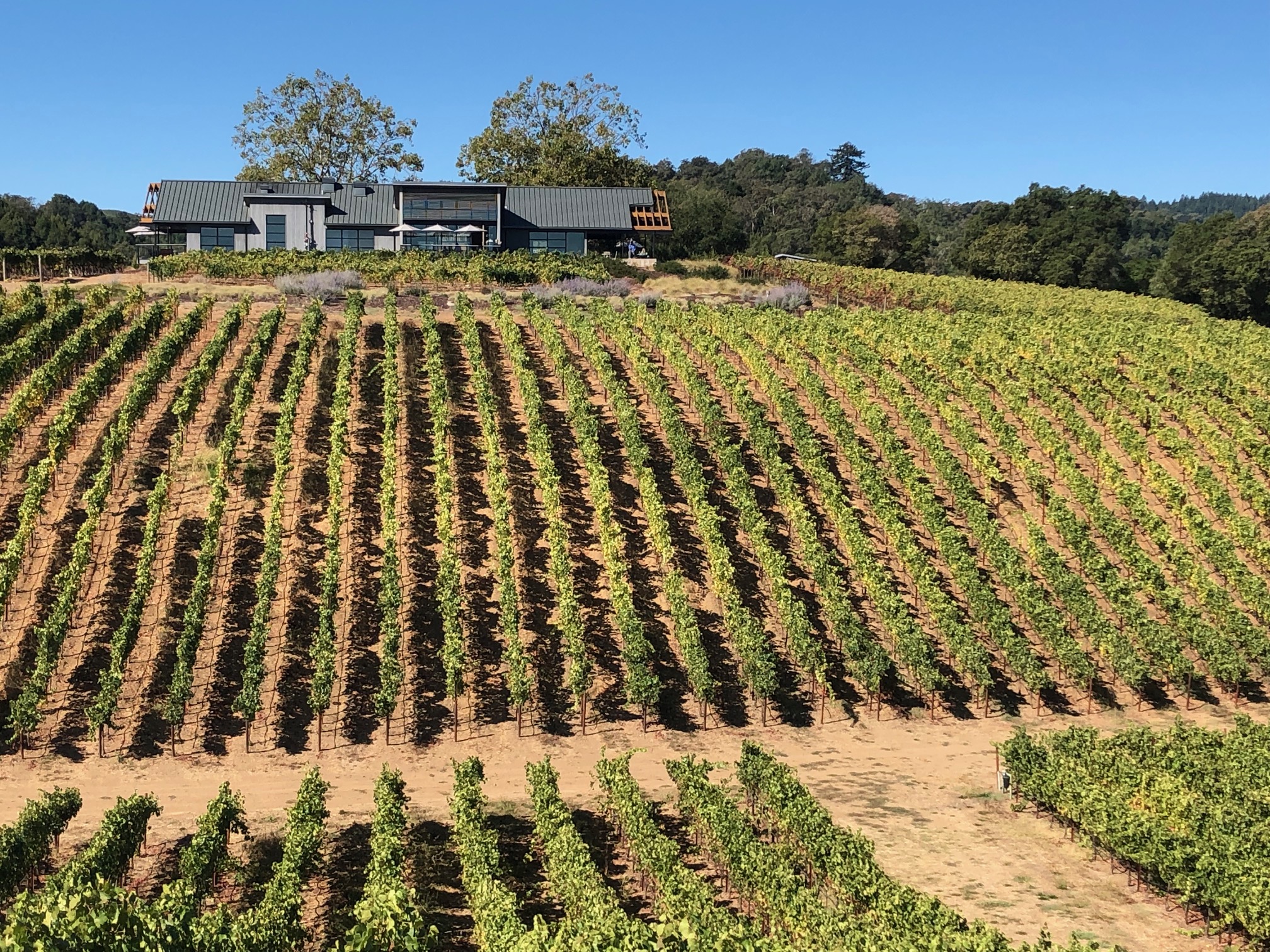 Photo of MacRostie- Thale’s Vineyard